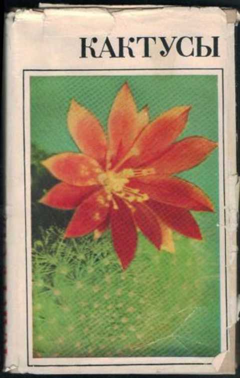 Кактусы