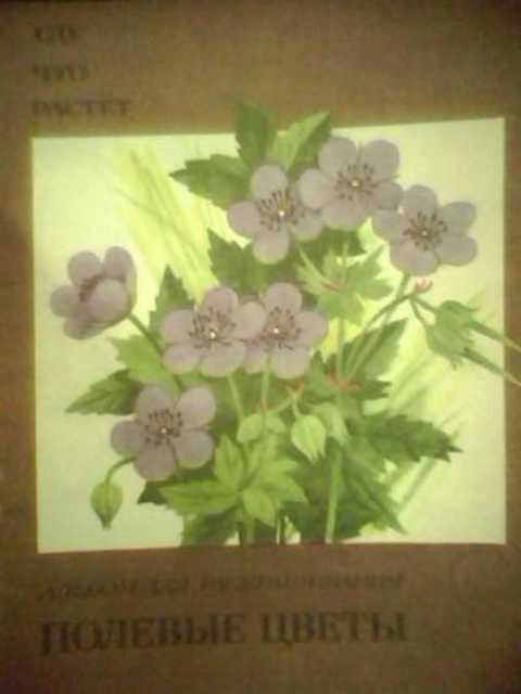 Полевые цветы. Альбом для раскрашивания