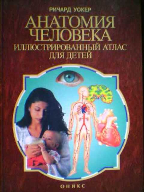 Анатомия человека. Иллюстрированный атлас для детей