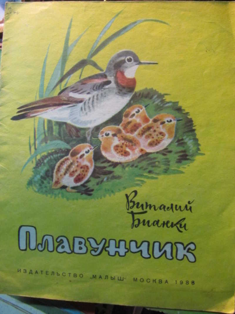 Чем плавунчики понравились сыну рассказчика впр. Плавунчик Бианки. Рассказ в Бианки плавунчик. Плавунчик Бианки иллюстрации.