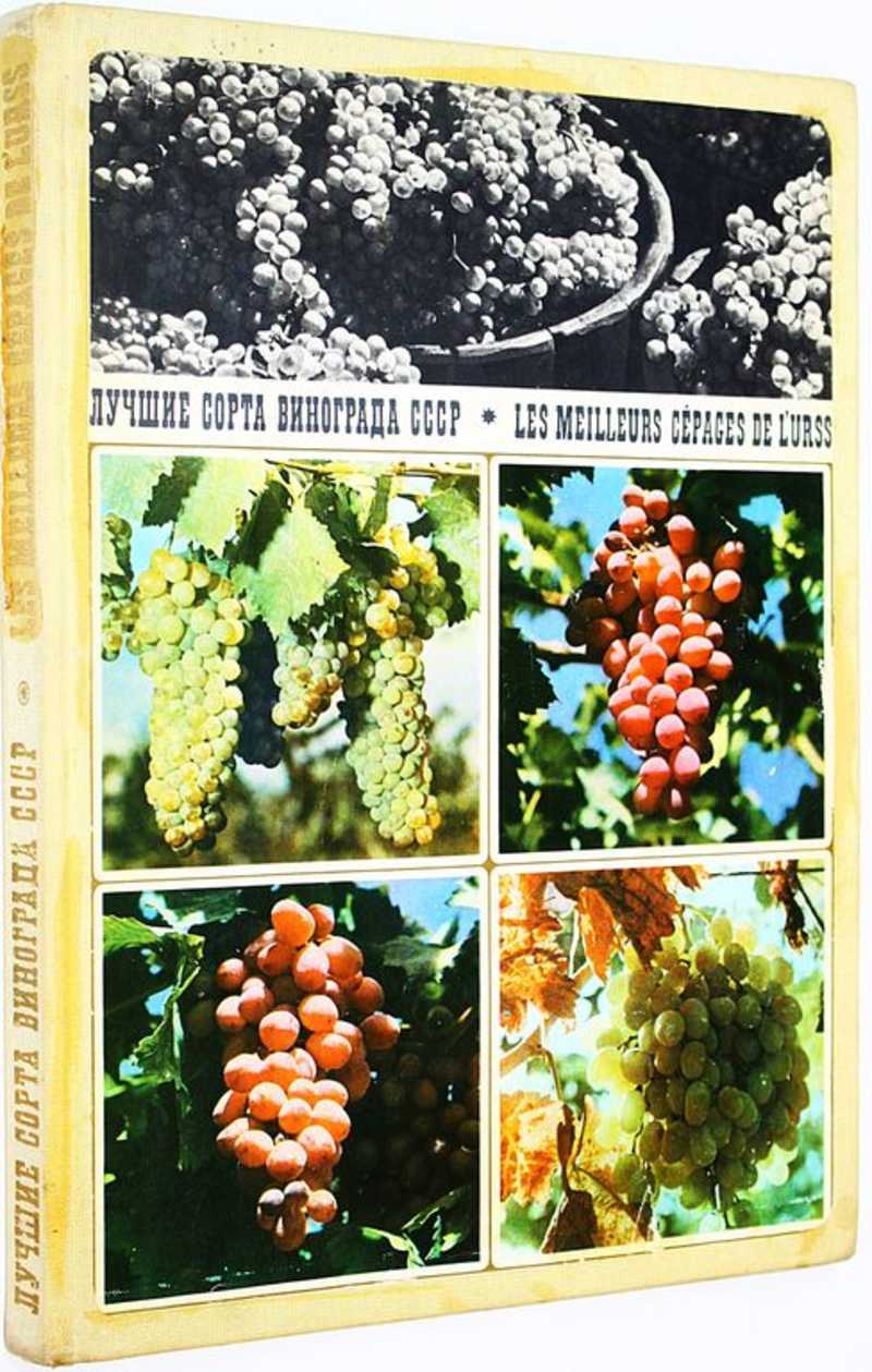 Лучшие сорта винограда СССР
