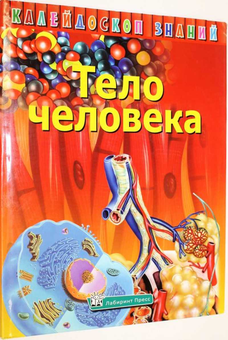 Тело человека