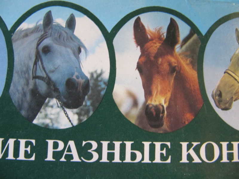 Такие разные кони. Комплект из 15 открыток